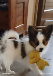 Щенки папильона