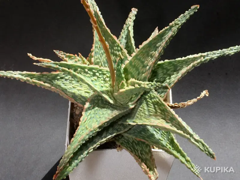 Комнатные растения - Алое рауха Бридж Эмбер - Вся Беларусь - Фото 2 Алое рауха Бридж Эмбер - Вся Беларусь - 243720 - Доска объявлений Kupika.by - Фото 2