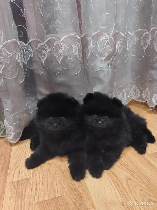 Собаки - Мальчики шпица - Вся Беларусь - Фото 2 Мальчики шпица - Вся Беларусь - 243505 - Доска объявлений Kupika.by - Фото 2