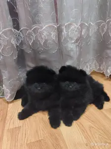 Мальчики шпица