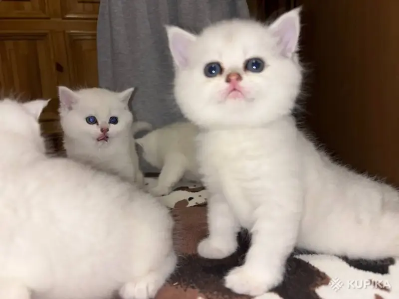 Шотландские котята.