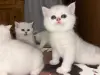 Шотландские котята. - Антополь - 242661 - Доска объявлений Kupika.by