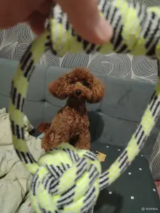 Вязка, Той-пудель