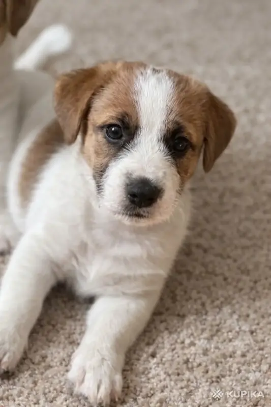 Щенок Джек Рассел - Вся Беларусь - 243642 - Доска объявлений Kupika.by - Фото 2