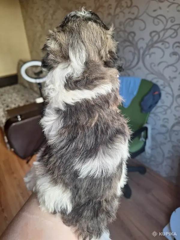 Собаки - Щенок пуделя - Вся Беларусь - Фото 3 Щенок пуделя - Вся Беларусь - 242743 - Доска объявлений Kupika.by - Фото 3