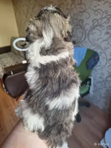 Щенок пуделя