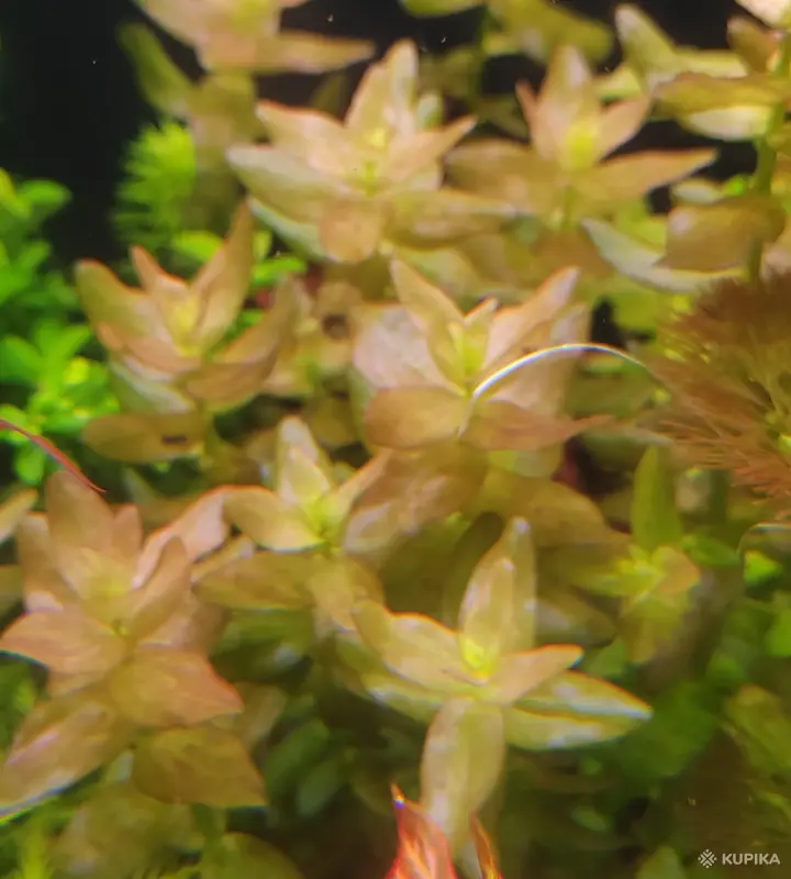 Аквариумистика - Аквариумные растения - Вся Беларусь - Фото 7 Аквариумные растения - Вся Беларусь - 242937 - Доска объявлений Kupika.by - Фото 7