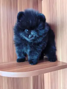 Мальчик померанский шпиц.