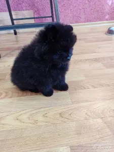 Мальчик померанский шпиц