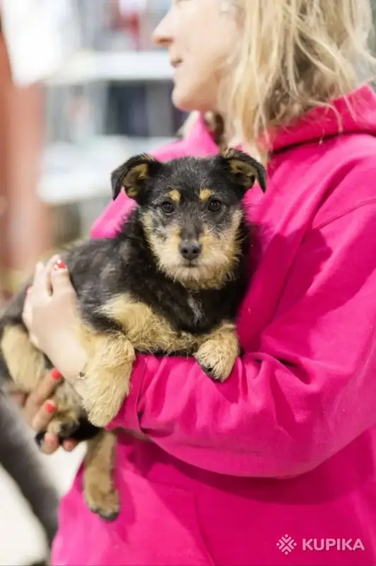 Собаки - Две диванные собачки в дар - Вся Беларусь - Фото 6 Две диванные собачки в дар - Вся Беларусь - 243929 - Доска объявлений Kupika.by - Фото 6