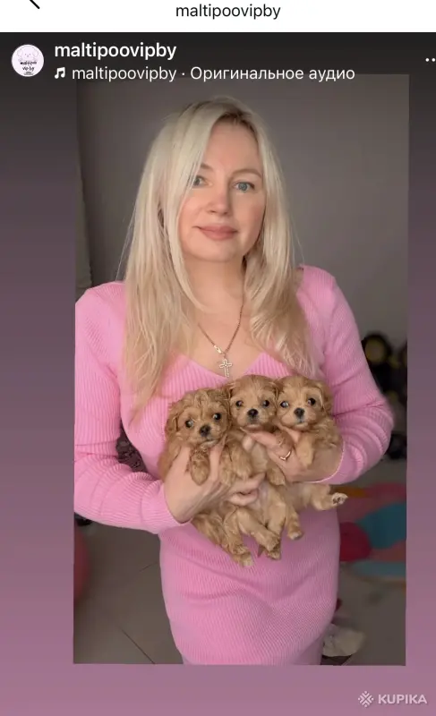 VIP качество мини микро мальтипу той пудель пушон