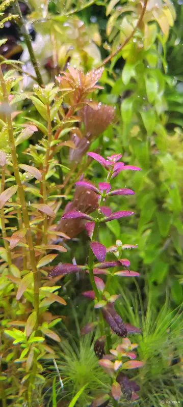 Аквариумистика - Аквариумные растения - Вся Беларусь - Фото 2 Аквариумные растения - Вся Беларусь - 242937 - Доска объявлений Kupika.by - Фото 2