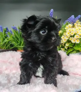 Чёрный йоркширский терьер мальчики