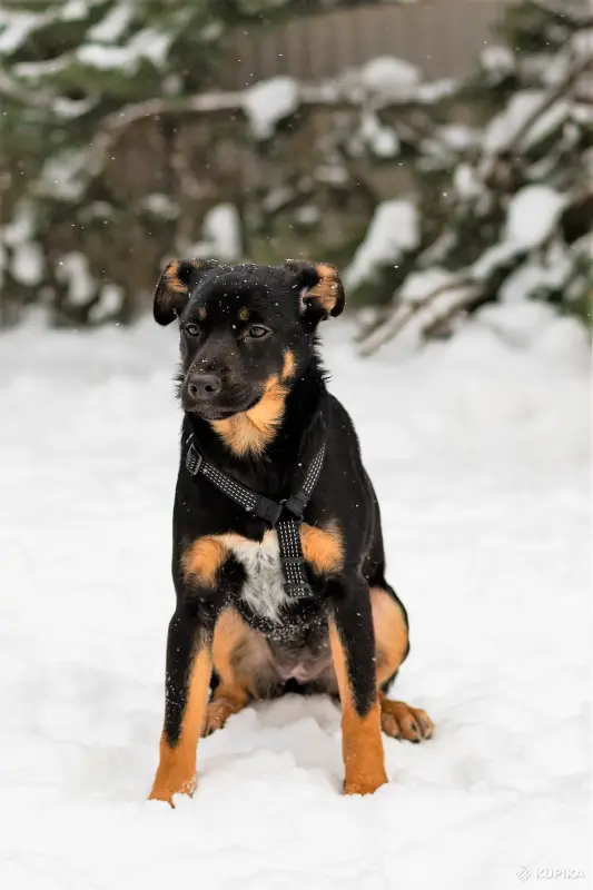 Собаке Шоколапке нужна семья - Вся Беларусь - 233826 - Доска объявлений Kupika.by - Фото 3