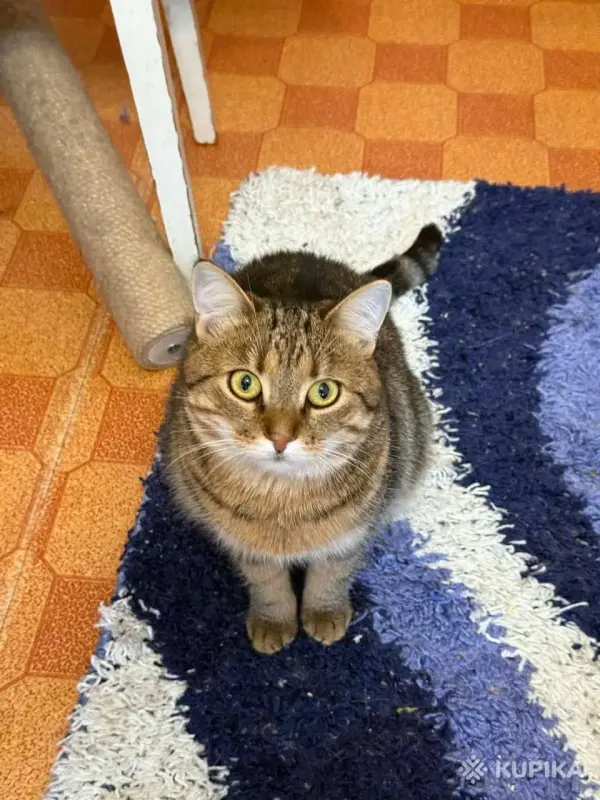 Метис британки Мася в любящие