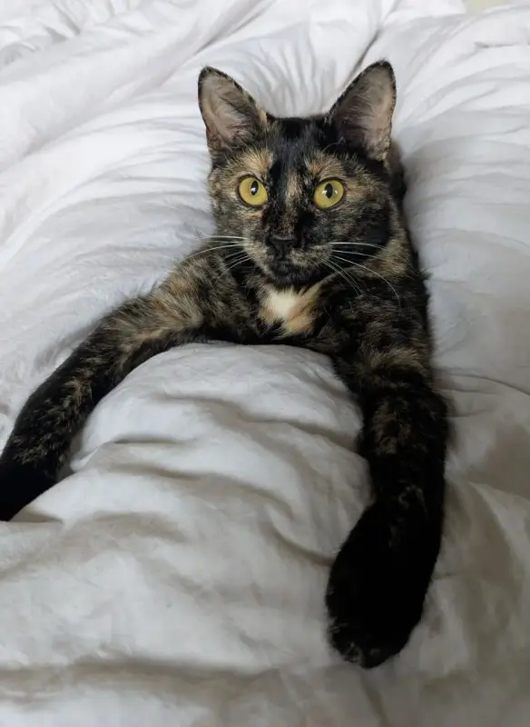 Пропала кошка Фаниполь