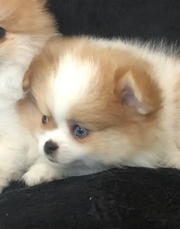 Собаки - померанский шпиц - Вся Беларусь - Фото 13 померанский шпиц - Вся Беларусь - 242040 - Доска объявлений Kupika.by - Фото 13