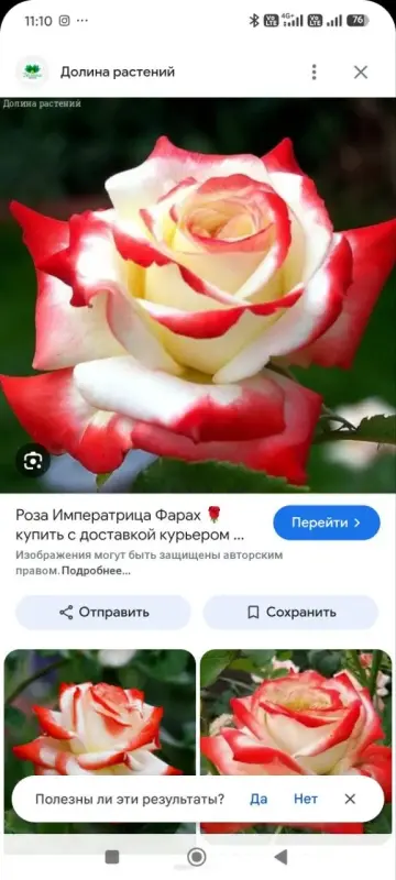 Саженцы роз - Вся Беларусь - 242078 - Доска объявлений Kupika.by - Фото 10