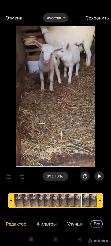 Продам англо нубийских козлят. - Вся Беларусь - 243775 - Доска объявлений Kupika.by - Фото 3