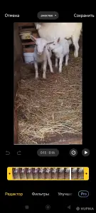 Продам англо нубийских козлят.