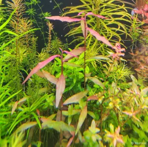 Аквариумные растения