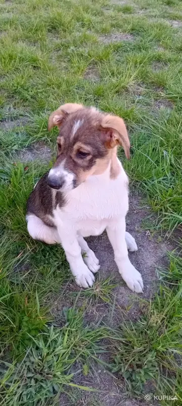 Щенки - Вся Беларусь - 246189 - Доска объявлений Kupika.by - Фото 3