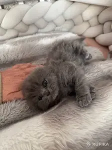 Вислоухий котик