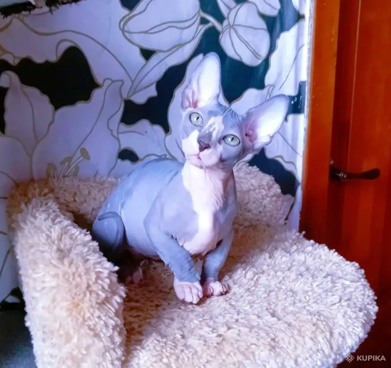 Канадский сфинкс бамбино мальчик