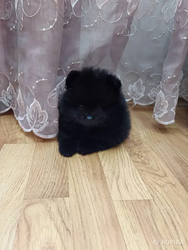 Собаки - Шпиц померанский - Вся Беларусь - Фото 4 Шпиц померанский - Вся Беларусь - 242511 - Доска объявлений Kupika.by - Фото 4