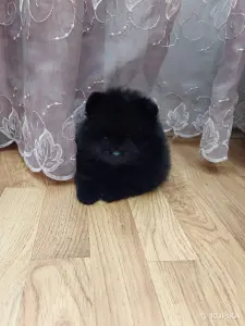 Шпиц померанский