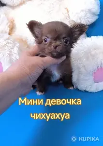 Чихуахуа мальчик красавчик бело-черный  и шоколадные девочки мини