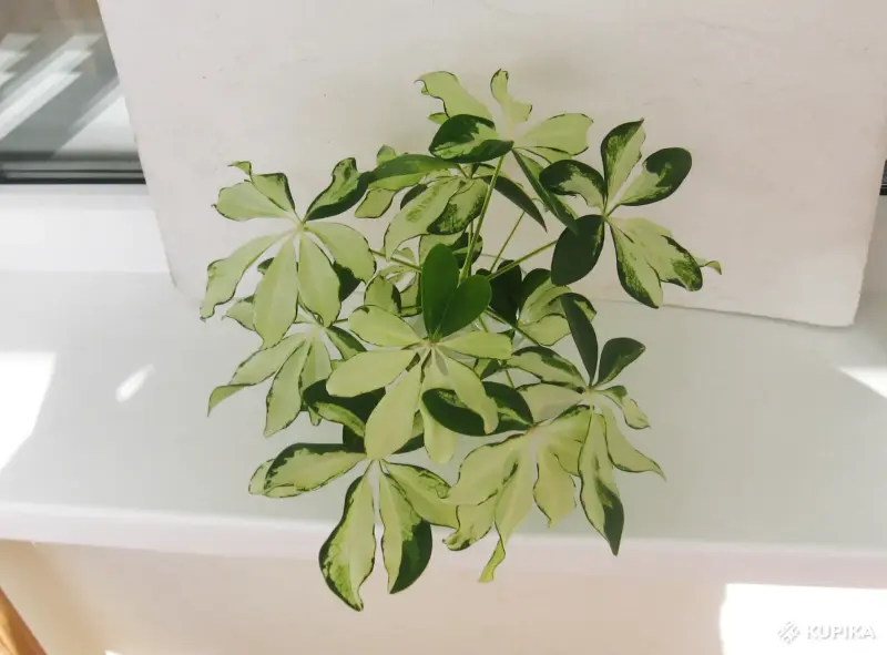 Шеффлера Жанин