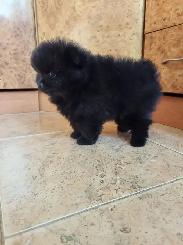 Мальчик померанского шпица - Вся Беларусь - 241998 - Доска объявлений Kupika.by - Фото 3