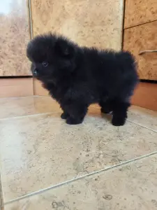 Мальчик померанского шпица