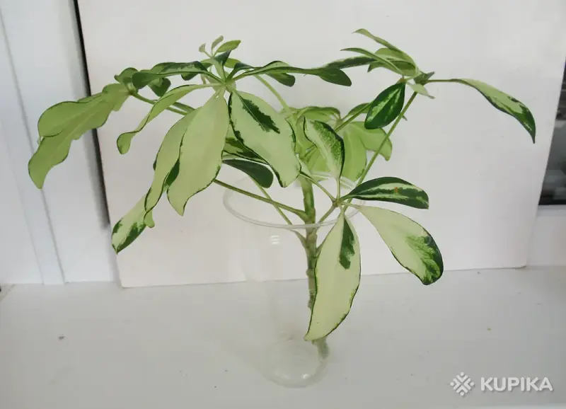 Комнатные растения - Шеффлера Жанин - Вся Беларусь - Фото 2 Шеффлера Жанин - Вся Беларусь - 243762 - Доска объявлений Kupika.by - Фото 2