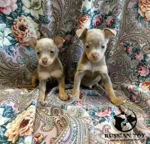 Той терьер-Русский Той!