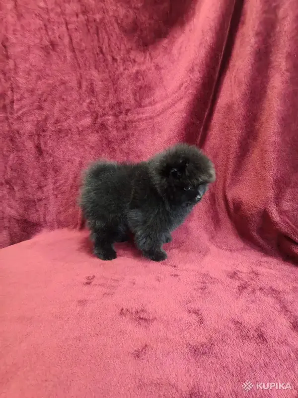 Щенки померанского шпица - Вся Беларусь - 243211 - Доска объявлений Kupika.by - Фото 6