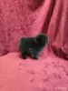 Щенки померанского шпица - Вся Беларусь - 243211 - Доска объявлений Kupika.by - Фото 6
