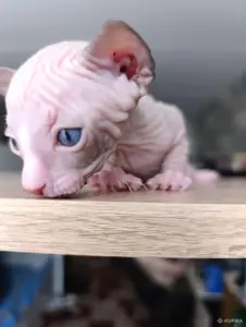 Донской сфинкс