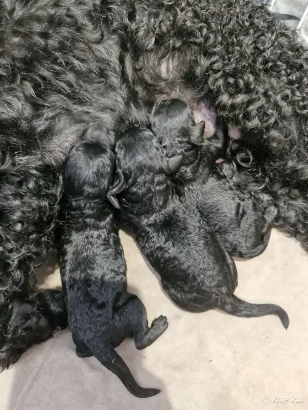 малый пудель чёрного окраса щенки