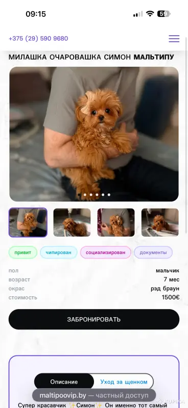 VIP качество мини микро мальтипу той пудель пушон - Вся Беларусь - 242931 - Доска объявлений Kupika.by - Фото 7