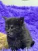 Мейн-Кун котята - Вся Беларусь - 243533 - Доска объявлений Kupika.by - Фото 11
