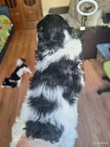 Щенок пуделя