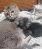 Кошки - Котята вислоухие шотландские - Вся Беларусь - Фото 3 Котята вислоухие шотландские - Вся Беларусь - 242409 - Доска объявлений Kupika.by - Фото 3