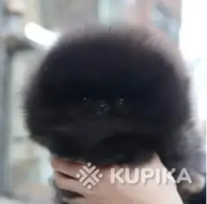 Супер девочка померанский шпиц