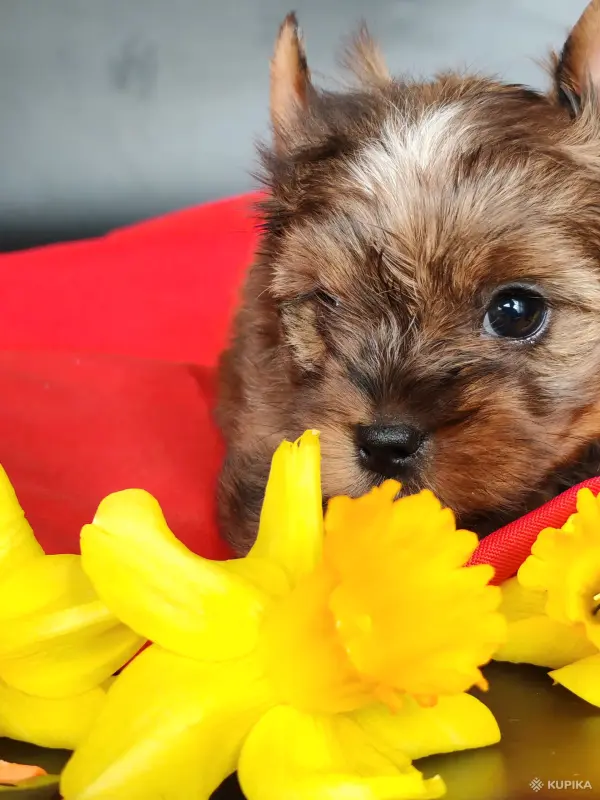 Йоркширский терьер соболь мерле - Вся Беларусь - 244037 - Доска объявлений Kupika.by - Фото 2