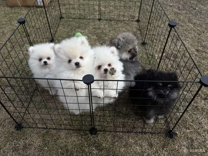 Шпиц, щенки шпица - Вся Беларусь - 242467 - Доска объявлений Kupika.by - Фото 3