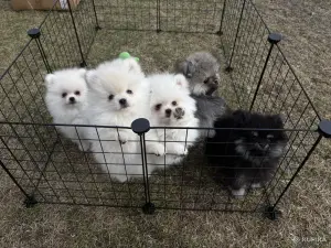 Шпиц, щенки шпица