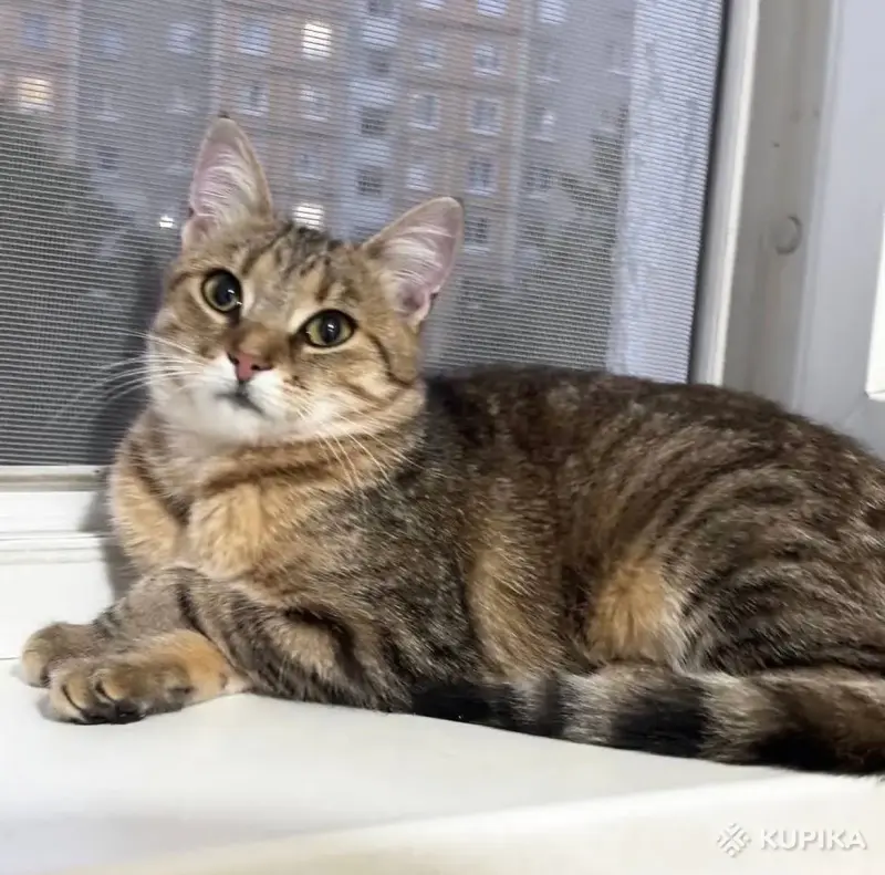 Метис британки Мася в любящие - Вся Беларусь - 244121 - Доска объявлений Kupika.by - Фото 9