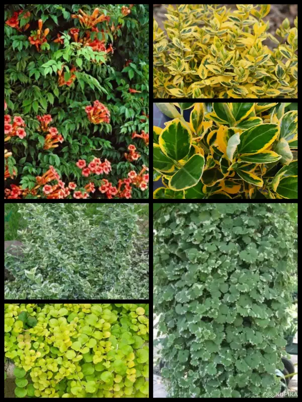 Многолетние растения